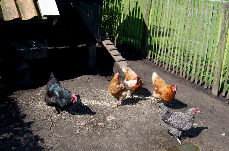 B&amp;B Poppel Pipowagen kippen