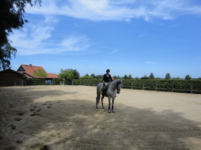 Bed Breakfast Poppel pipowagen paarden